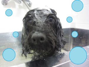 シャンプートイプー