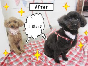 仕上がりトイプー