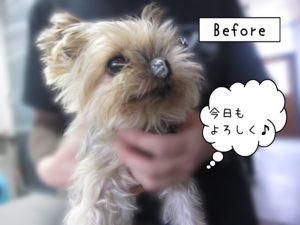 よろしくヨーキー