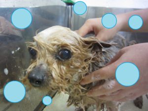 シャンプーヨーキー