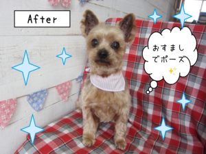 仕上がりヨーキー