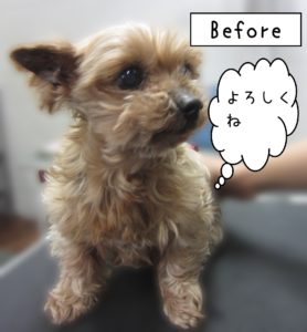 よろしくヨーキー