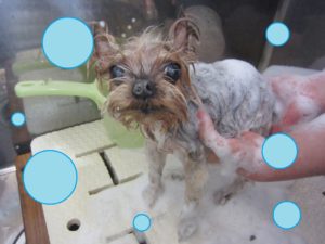 シャンプーヨーキー