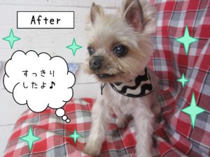 仕上がりヨーキー