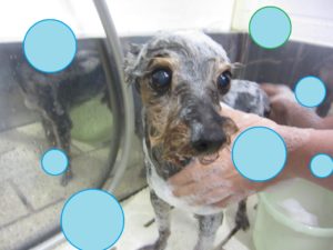 シャンプーミックス