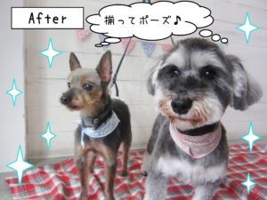 仕上がりミックス&Mシュナ