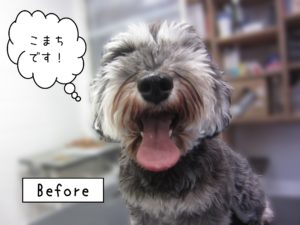 よろしくMシュナ