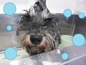 シャンプーMシュナ