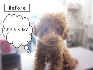 よろしくトイプー