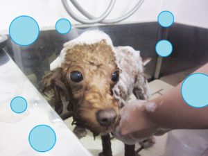 シャンプートイプー