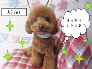 仕上がりトイプー