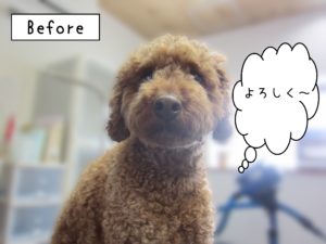 よろしくトイプー