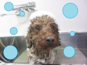 シャンプートイプー