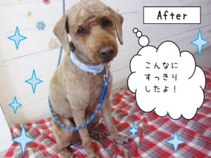 仕上がりトイプー