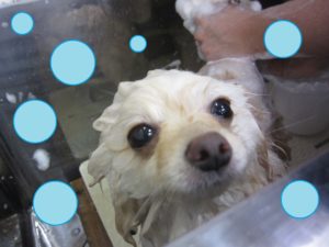 シャンプーポメ