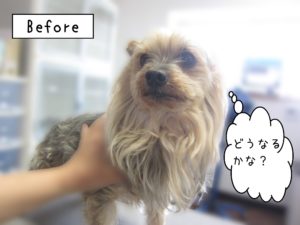 よろしくヨーキー