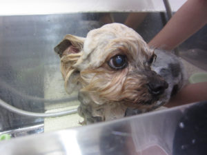 シャンプーヨーキー