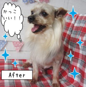 仕上がりヨーキー