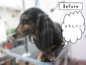 よろしくダックス