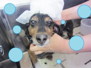 シャンプーダックス