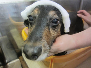 お風呂ダックス