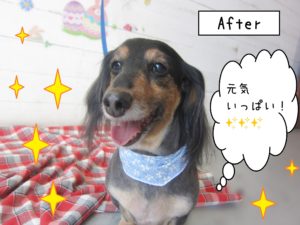 仕上がりダックス