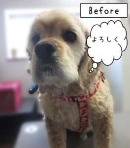 よろしくAコッカー