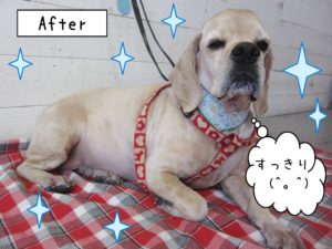 仕上がりAコッカー