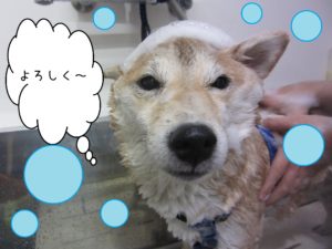 シャンプーしば