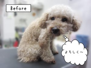 よろしくトイプー