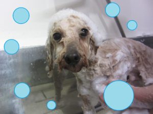 シャンプートイプー