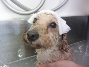 お風呂トイプー