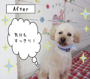 仕上がりトイプー