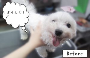 よろしくマルチーズ