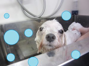 シャンプーマルチーズ