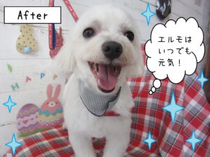 仕上がりマルチーズ