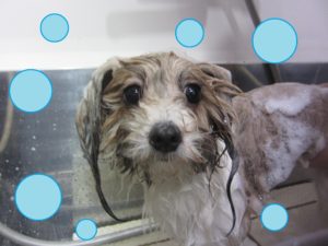 シャンプーミックス