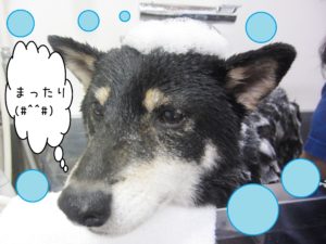 シャンプーしば