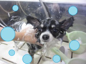 シャンプーチワワ