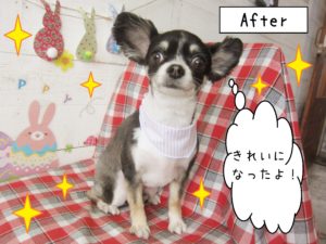 仕上がりチワワ