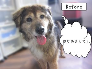 よろしくミックス