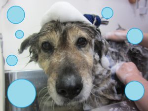 シャンプーミックス