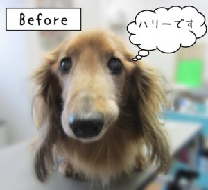 よろしくダックス