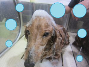 シャンプーダックス