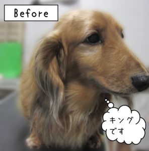 よろしくダックス