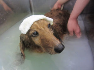 お風呂ダックス