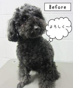 よろしくトイプー