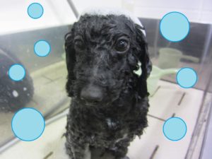 シャンプートイプー