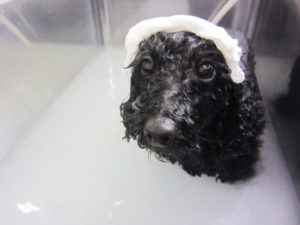 お風呂トイプー