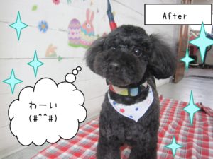 仕上がりトイプー